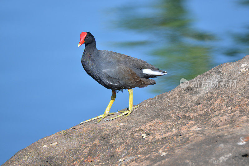 考艾岛普通Moorhen - I